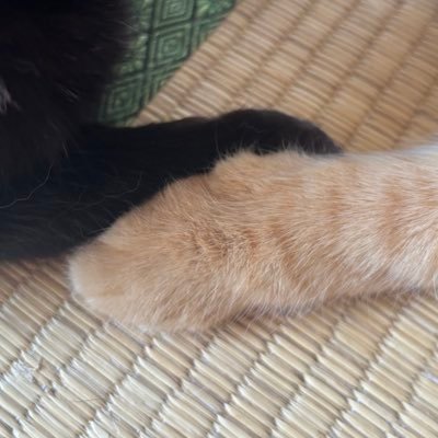 沙伊さんのプロフィール画像