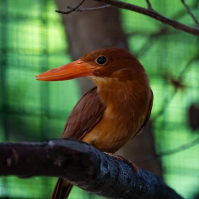 ちゃわんむしのフォト活アカウント//動物🐒・野鳥🦆・風景🌃などなんでも撮ります!//相棒カメラ:Nikon Z8//主な使用レンズ:NIKKOR Z 600mm f6.3 / NIKKOR Z 100-400mm f4.5-5.6 / NIKKOR Z 14-24mm f2.8 // 最近は野鳥にどハマり中!