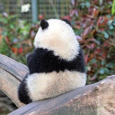 くまりんごさんのプロフィール画像