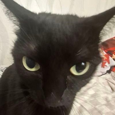 시르떡🐈‍⬛さんのプロフィール画像