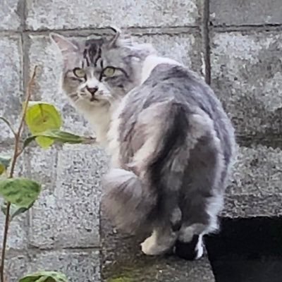 neechan75748961's profile picture. 