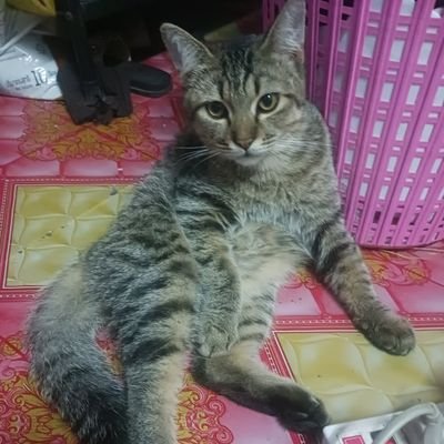 พันพา Profile