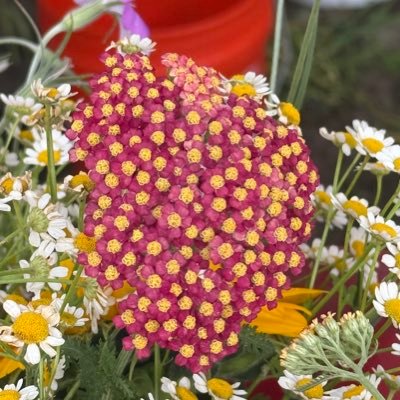 1001stringbeans's profile picture. 