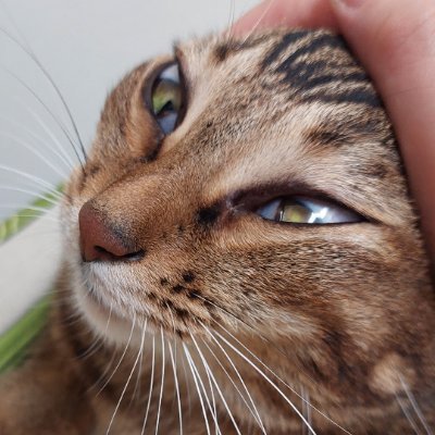 芝貓那個さんのプロフィール画像