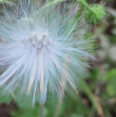 DrogoArya's profile picture. 