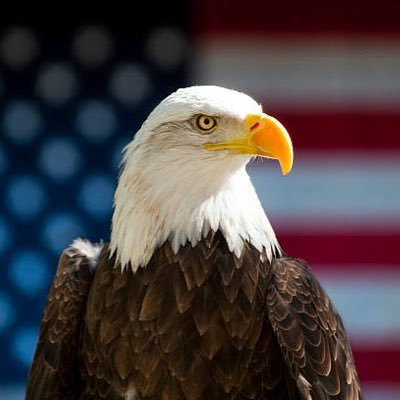 FreeEagle833922's profile picture. 