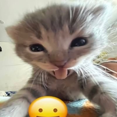 SillyMausy's profile picture. Cantin pra fugir um poucoo