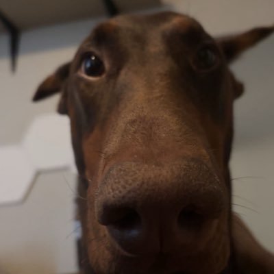 MuseoDev's profile picture. 18 year old Looking too make my doge major viral off of my own memecoin I made