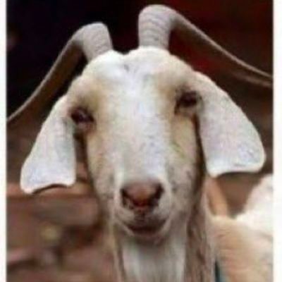 Celebrating India & its culture every day | Unhinged | Neither RW nor LW | oh, and fuck Porkistan & the goat humpers #JusticeForGoats | Kaffirs are my allies