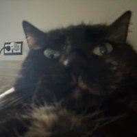 PINK_HORN (@emanuellsm) 's Twitter Profile