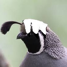 Quintonquail's profile picture. Quinton quail, Quail vtuber, hail Egyptian dapper man, arranged husband of Susie swan