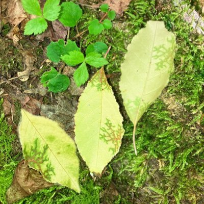 県内の林。観察は好きだけど何も知らないのでツッコミ大歓迎です。産地の特定を避けるため地域ごちゃ混ぜで投稿してます; 💚finding ferns, lichens, mosses, fungis &bugs in Tokushima Japan