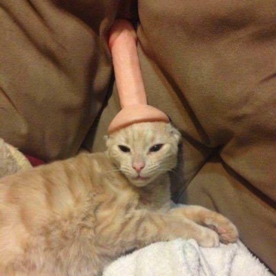 dona_juztin's profile picture. dih