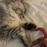ن (@nou971) 's Twitter Profile