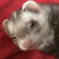 pipe tool (@fosheehy) 's Twitter Profile