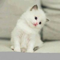 سوسو♥ (@teashdhl) Twitter profile photo