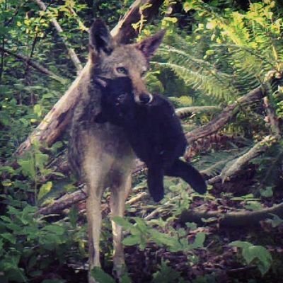 Nico_LAngeleno's profile picture. SoCal agent in the field