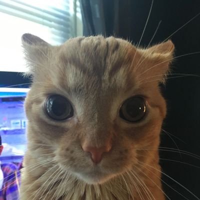 xPaulyxD's profile picture. Ya no sé ni qué hago aquí... en esta app digo :)