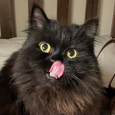 groovylal's profile picture. creator