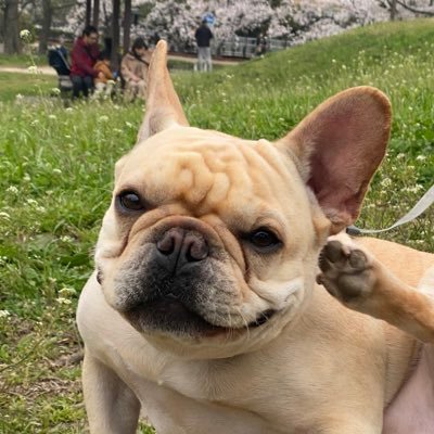 hkunimi's profile picture. 犬も猫好き。笑って生きる。