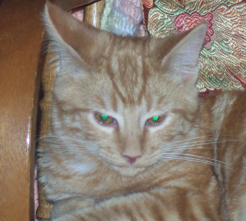 raspberrycatt's profile picture. I knit and crochet for my sanity. Everyone should try one or the other sometime.