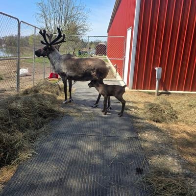 DebApthorp's profile picture. reindeer life, amputee reindeer mom, still working hard.