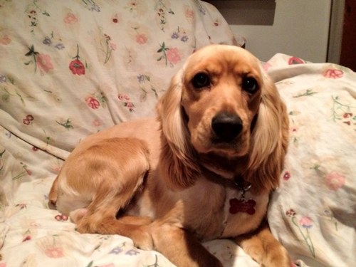 CHAMELA53's profile picture. 