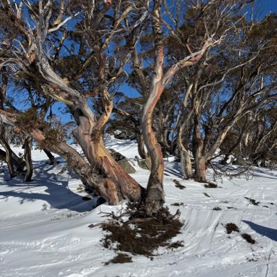 JessieViki's profile picture. 