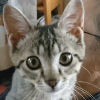 yoshi🦅 (@kena4432) 's Twitter Profile Photo