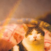 猫又千代之助 (@neko_krmr_hayoi) 's Twitter Profile