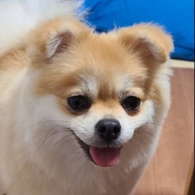 kensan321's profile picture. ２児、１匹(犬)の父でしがない社畜人間です、いい人は去っていきますね。いろいろありますがなんとか仕事しています。
住宅ローン繰り上げ返済頑張っています。
ガス乾燥機買いました、自由時間増え満足しています。