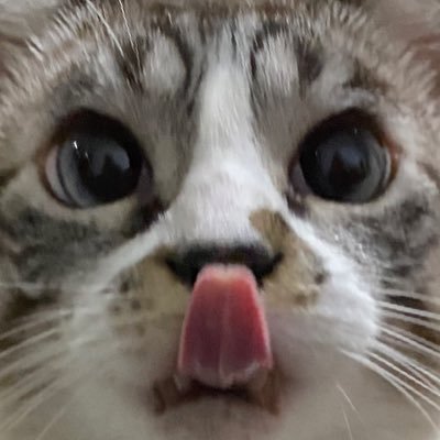 iJuulia's profile picture. futebol e gatinhos 🌷 260519