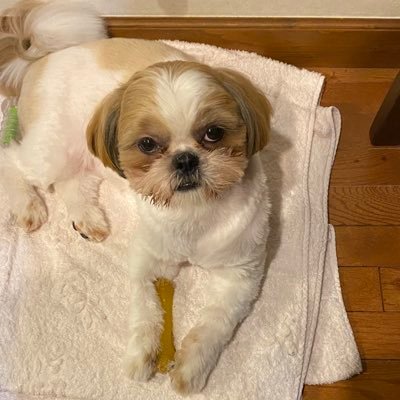 gyoko116's profile picture. アニメとゲームが好きなオタクの坊さんです 。アニメはよふかしのうたとガールズバンドクライが好きです。ももクロとトゲナシトゲアリが好きです。メイドさんも好きです。