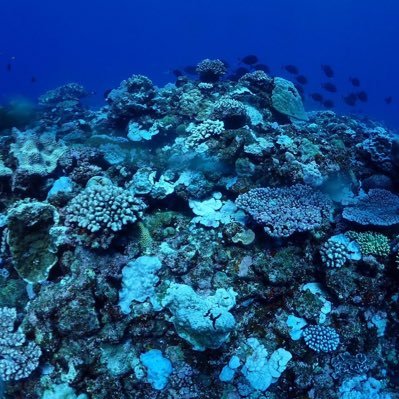 BuoyancyControl's profile picture. 