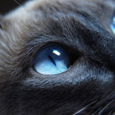 OdinAryen's profile picture. From Walhalla 🇨🇦 Atheist God