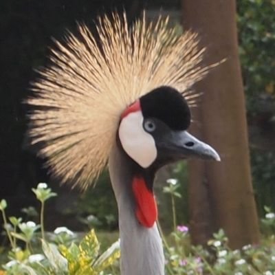 ホオジロカンムリヅルはウガンダの国鳥。
基本的には相互フォローです。リポスト、拡散が基本です。田んぼ見て落ち着こう。実るほど頭を垂れる稲穂かな。優秀な議員は党派問わずフォロー。