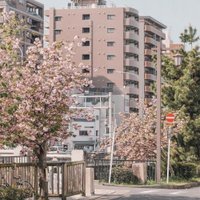 【探偵】シエスタ (@rafael401ortiz) 's Twitter Profile