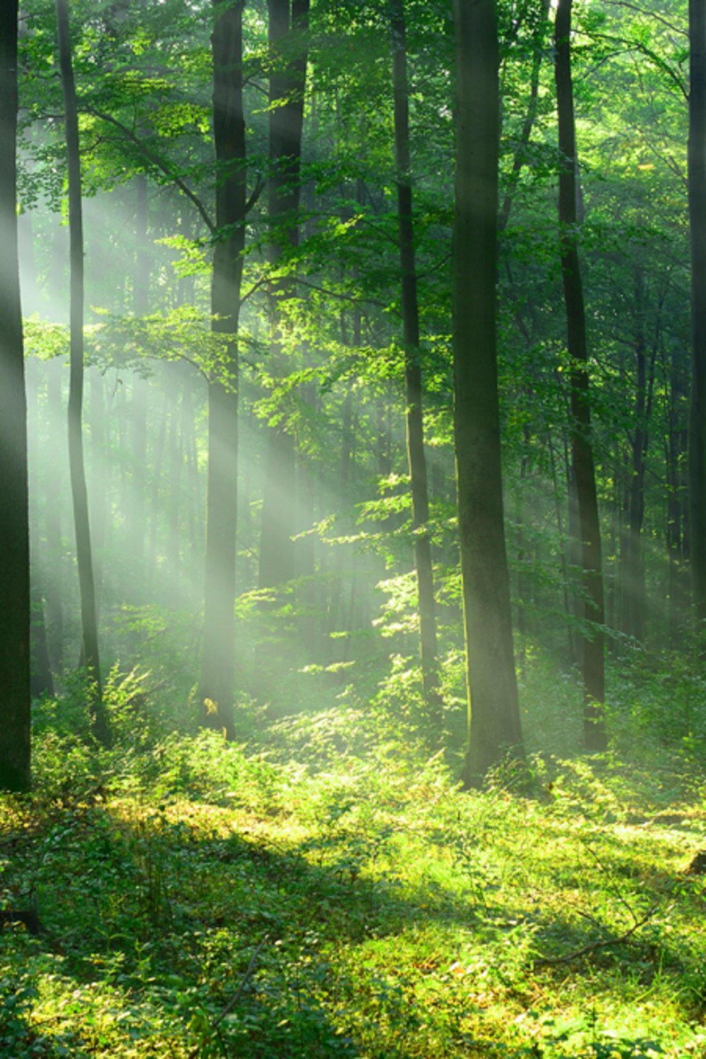 sertibrhm4835's profile picture. 小説家になろう【魄 〜鬼になったら終わりの始まり〜】親子の物語♦ I'm playing with AI generation to create an image. ∣AIイラスト∣ BL・和風・ 男リョナ・鬼・鬼の子・白髪・ショタ・朱炎×耀・黒訝×蓮次∣創作フォロバ100 #AIBL