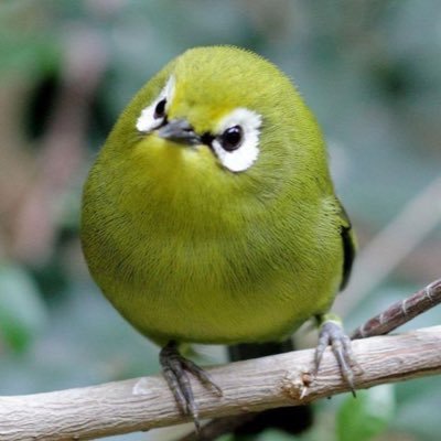病院宣告鳥まつりさんのプロフィール画像