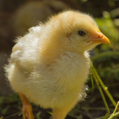 akasakaann's profile picture. 元コンサルPE