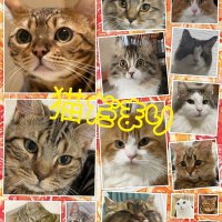 猫だまり (@nekodamari_) 's Twitter Profile