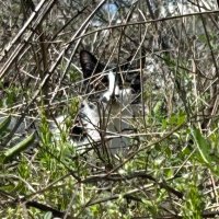 ねこちゃ (@necochahsmm) 's Twitter Profile