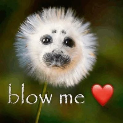 bbotii_i's profile picture. 