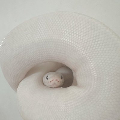 SoraTheOne's profile picture. (They/Them) I am Snake, I love my partners 💕♥️💞
Shoutout Xera and Lilith they my boo they know that i claim.

one of my charmers: @Jessica_xpotato
