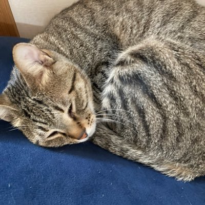 jnYEvUlaZl73191's profile picture. 保護猫のラメちゃん4歳との日常やマイクラ関連の投稿をします！
散歩とゆで卵が大好きです！

Instagramのアカウント
https://t.co/nezhrkL7D3