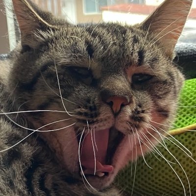 元野良のチビさんのプロフィール画像