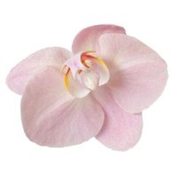 ^᪲᪲᪲ (@_lliesorchd) 's Twitter Profile