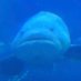 Lil Fish 🐳 (@hiendepttraiii) Twitter profile photo Lil Fish 🐳 (@hiendepttraiii) Twitter profile photo