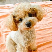 愛犬と旅する飼主 (@thoth0803) 's Twitter Profile