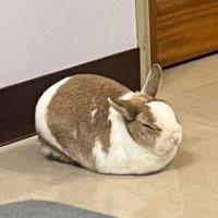 畢魯🗿 (@leahgroovenuts) 's Twitter Profile Photo